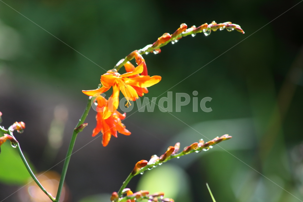 애기범부채,몬트부레치아,꽃,여름,montbretia