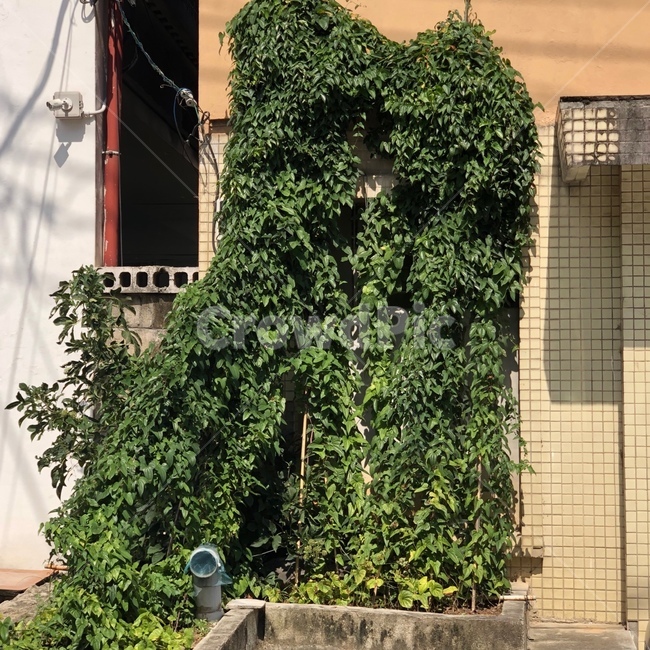 식물,햇빛,초록색,덤불,plant,green
