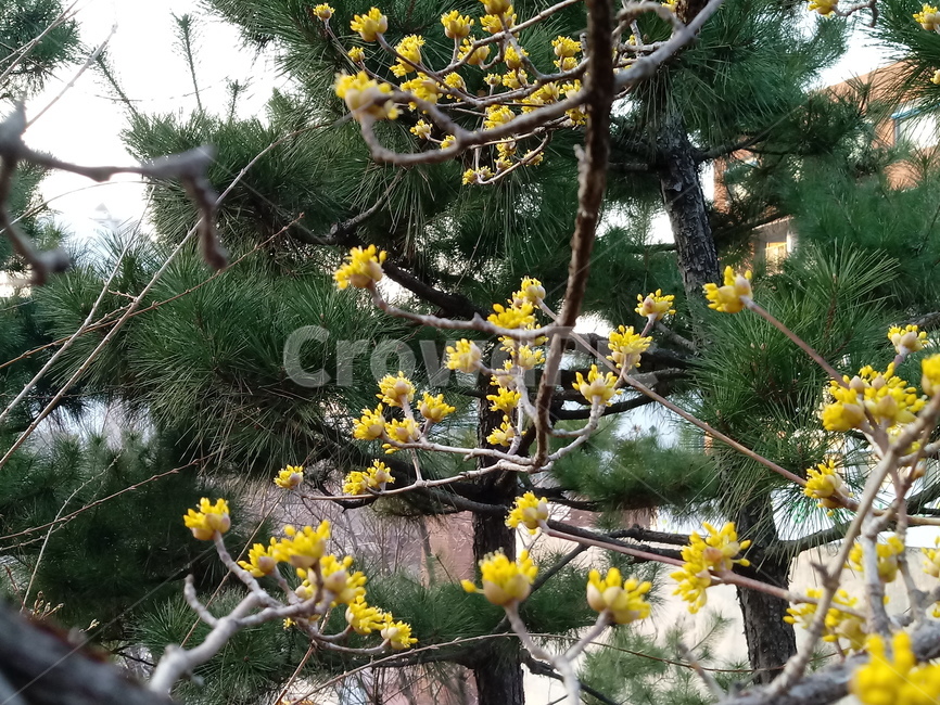 나무,나무가지,tree,treetrunk,plant,산수유,산수유꽃,노란색꽃
