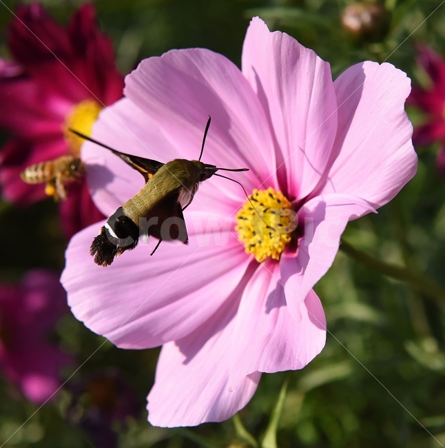 박각시나방,나방,곤충,접사,근접촬영,비행,호버링,코스모스,식물,자연,plants,nature,꽃,flower,동물,animal,곤충,벌레,insect,bug