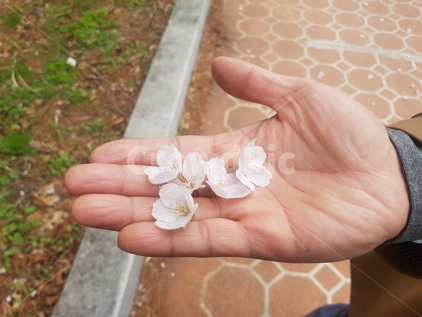 꽃,flower,꽃잎,벚꽃,손바닥,식물,자연,plants,nature,꽃,flower,신체일부,몸,body