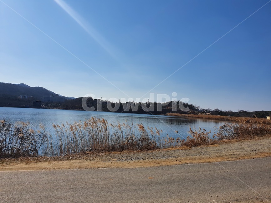 자연,nature,물,저수지,갈대,햇살