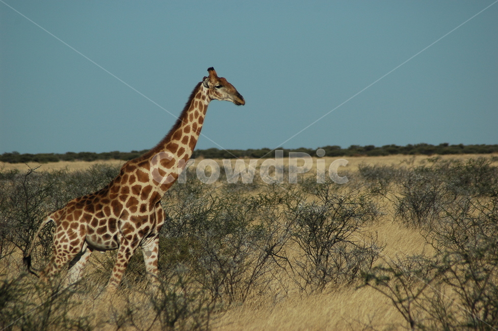 사막,기린,초원,국립공원,야생,아프리카,지평선,초식동물,동물,animal,포유류,mammal