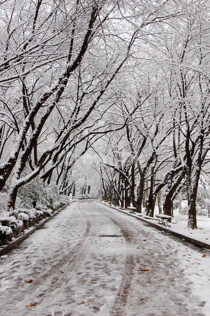 겨울,눈,설경,길,숲,나무,스노우,계절,자연,풍경,공원,나뭇가지,산책로,산책,의자,벤치,하얀,함박눈,폭설,아름다운,흐린,날씨,야외,실외,오솔길,숲길,겨울,계절,winter,season