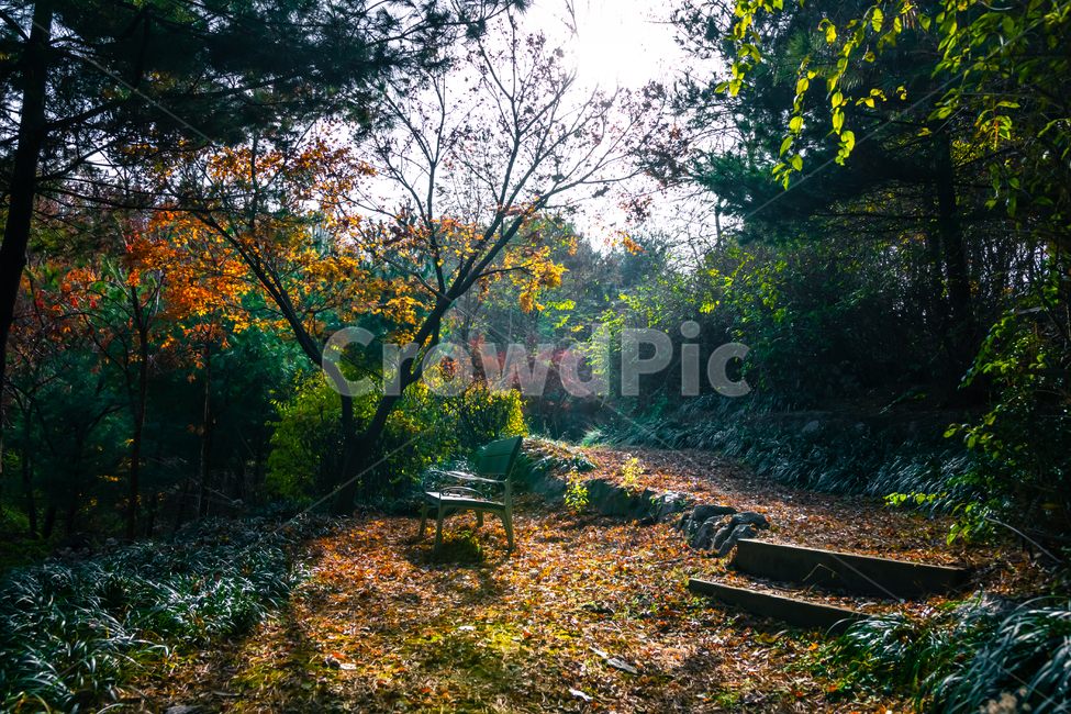 tree,나무,plant,식물,ground,바닥,의자,밴치,역광,계단,가을,늦가을,겨울,단풍,낙엽,고즈넉,자연,가을,계절,fall,autumn,season,자연,풍경,nature,landscape