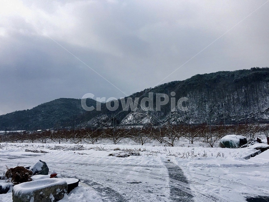 나무,tree,눈,snow,겨울,winter,산