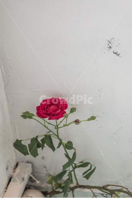 장미,꽃,여름꽃,빨간꽃,한송이,식물,자연,plants,nature,꽃,flower