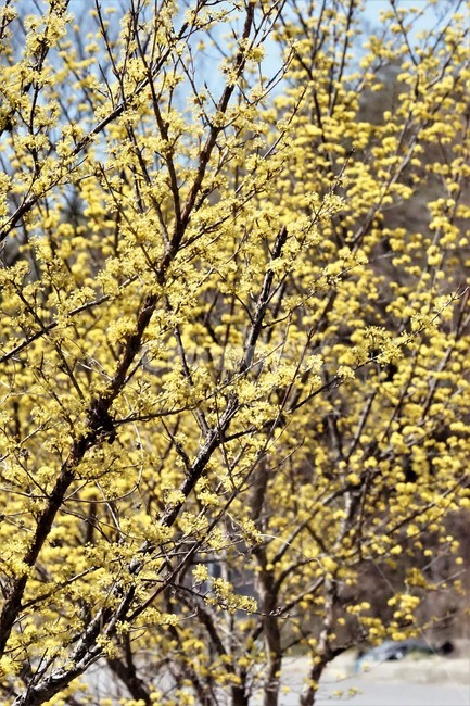 봄,산수유,꽃,노란색,나무,식물,자연,계절,yellow,nature,season,flower,beauty,tree,봄,계절,spring,season,식물,자연,plants,nature,꽃,flower,plant