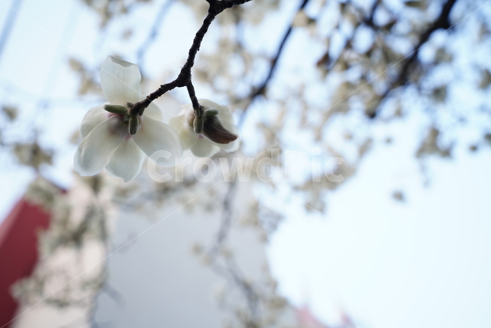 봄,봄꽃,목련,계절,봄날,꽃,플라워,나무,화이트,흰색,느낌,감성,색감,white,생명,식물,생물,식물,자연,plants,nature,꽃,flower