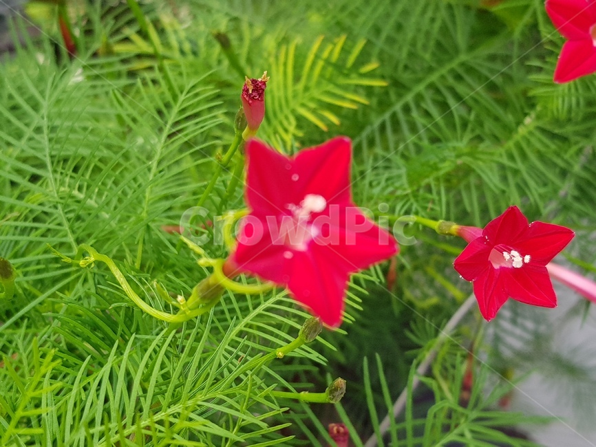 꽃,화분,들꽃,야생화,핑크