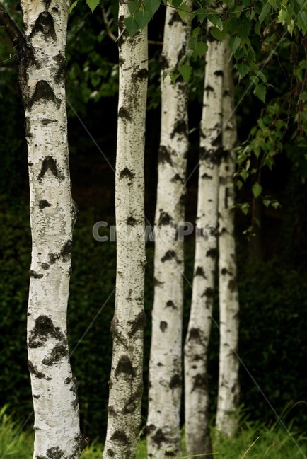 자작나무,나무,식물,자연,여름,tree,nature,summer,plants