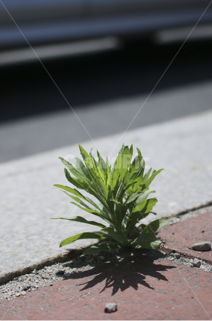 plant,식물,leaf,잎,보도블럭,틈,green,초록