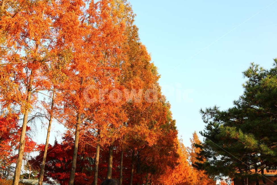 메타세쿼이아,메타세콰이아,나무,식물,수삼나무,자연,풍경,단풍,가을,낙엽수,침엽수,메타세콰이어,공원,선유도공원,산책길,가을,계절,fall,autumn,season,자연,풍경,nature,landscape,식물,plants,tree,plant,maple