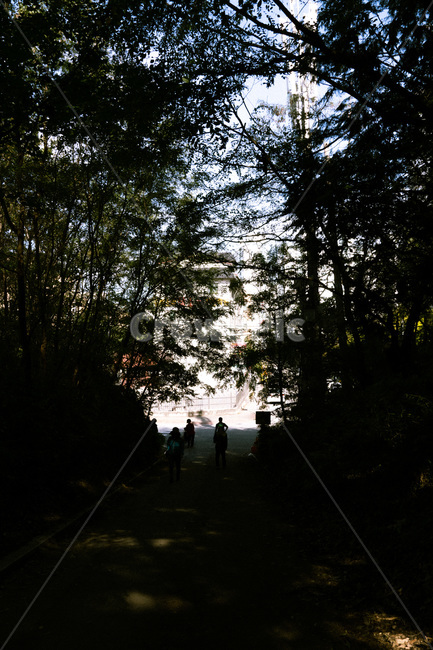 person,사람,human,인간,flare,플레어,light,plant,식물,tree,나무,그림자,빛