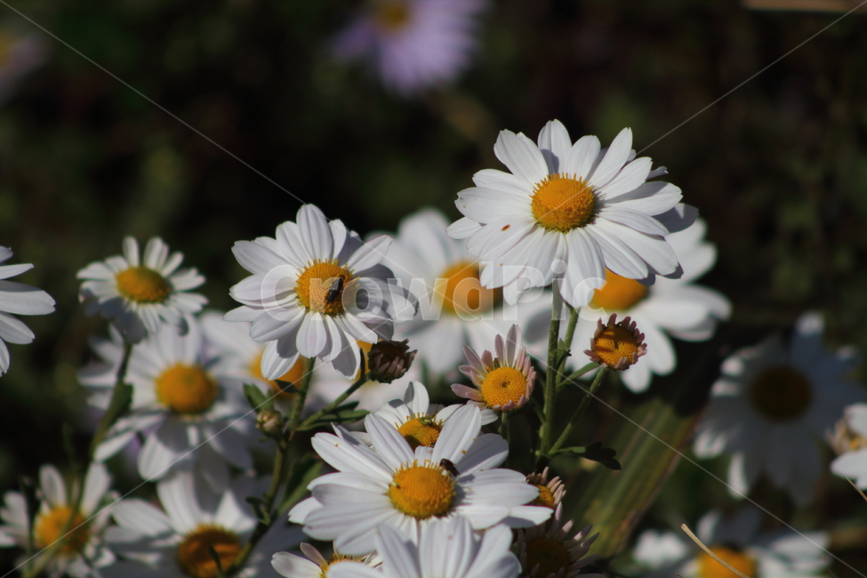 구절초,꽃,식물,야생화,manchurianchrysanthemum,식물,자연,plants,nature,꽃,flower