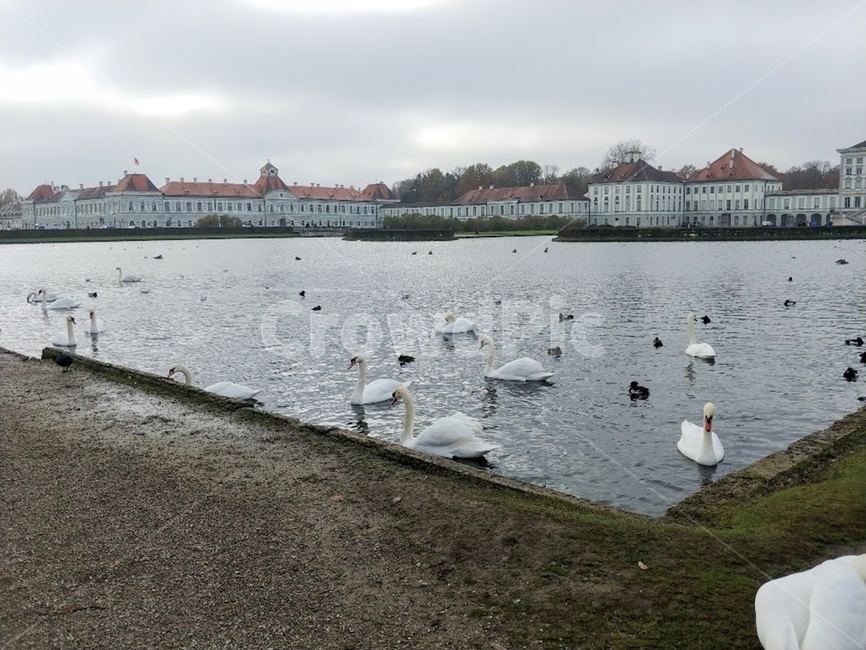 백조,님펜부르크성,호수,lake,swan,독일,뮌헨,새,bird,해외,외국,세계,foreign,oversea,world