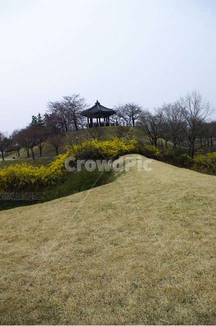 봄,spring,계절,나무,공원,식물,plant,개나리,봄,계절,spring,season,자연,풍경,nature,landscape,outdoors,옥외,grassland,목초지,field,들