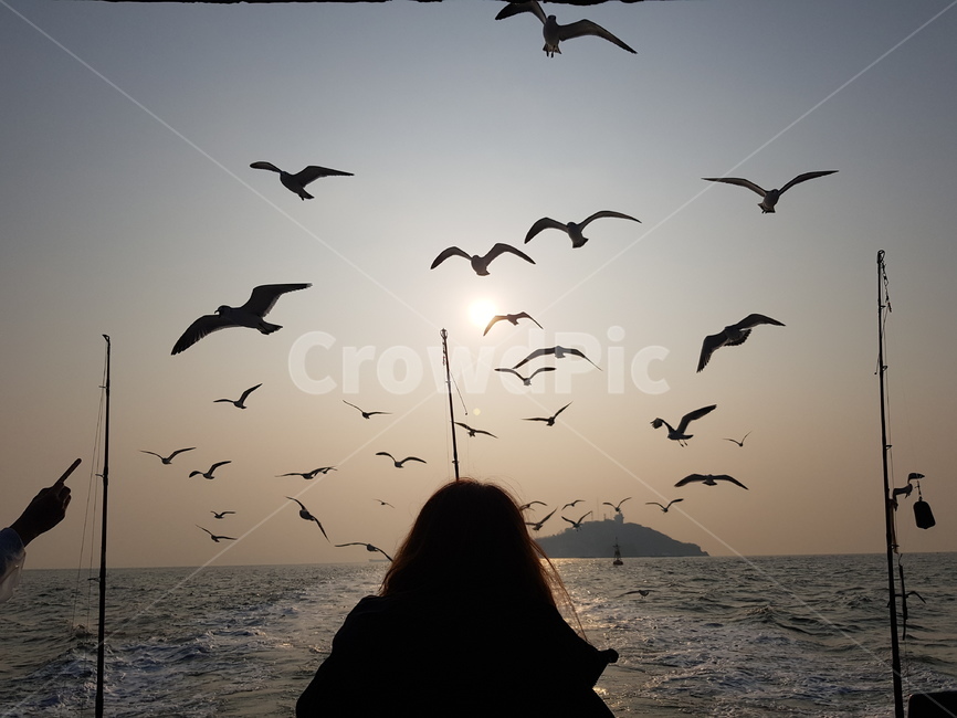 바다,갈매기,노을,뒷모습,일몰
