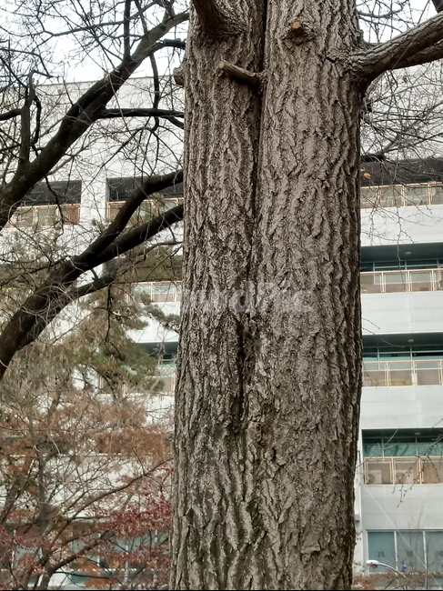 나무,식물,plant,tree,treetrunk,나무줄기,자연,큰나무,건물,은행나무,식물,자연,plants,nature,나무,trees,wood