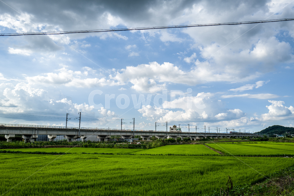 nature,자연,field,countryside,summer