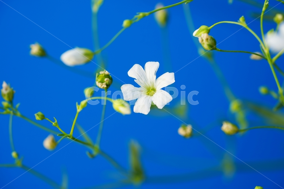 안개꽃,꽃,장식꽃,하얀꽃,작은꽃,식물,자연,plants,nature,꽃,flower,색깔,색상,색채,색감,color sense,color sensitivity,feeling of color