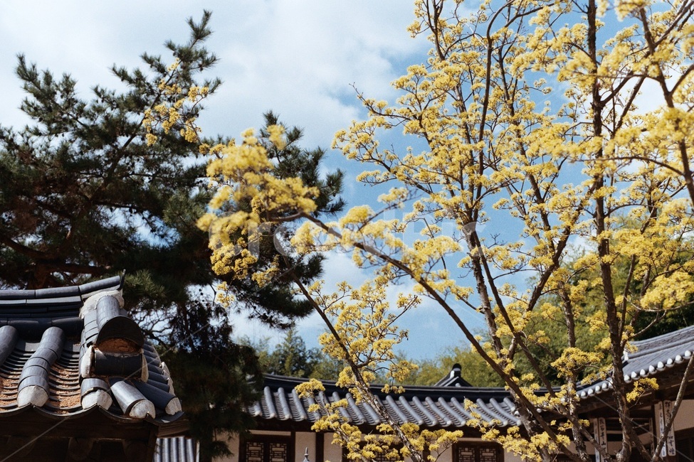 산수유,봄,꽃,나무,한옥,봄,계절,spring,season,한국전통,한국문화,korean traditional,korean culture,식물,자연,plants,nature,꽃,flower,outdoors,옥외
