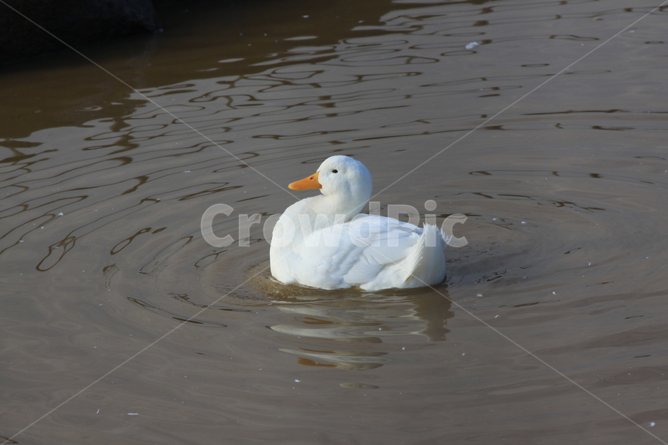 새,bird,animal,동물,거위,동물,animal,조류,새,birds
