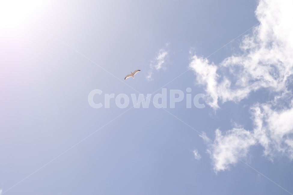 활공,bird,새,flying,하늘,햇살