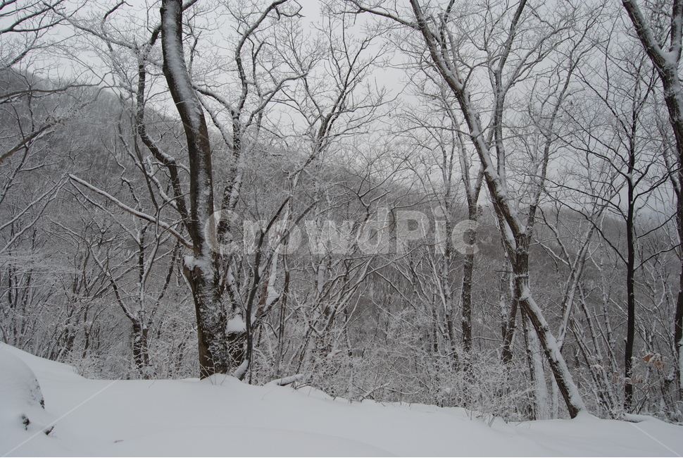 축령산,겨울,자연휴양림,눈,탐방로,겨울,계절,winter,season,자연,풍경,nature,landscape,한국자연풍경,한국자연경관,korea nature landscape,snow,blizzard,눈보라,outdoors,옥외,storm,폭풍