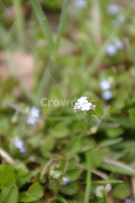 봄,spring,들꽃,꽃,flower,식물,plant,자연,nature,식물,자연,plants,nature,꽃,flower