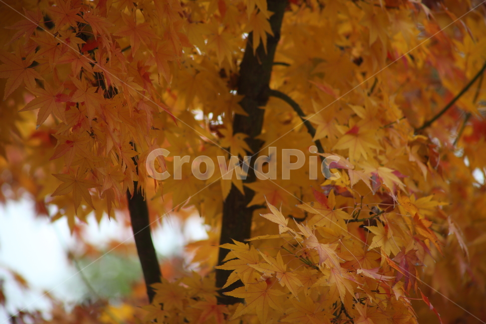 단풍,단풍나무,엽록소,가을,redleaves,가을,계절,fall,autumn,season,식물,자연,plants,nature,plant,leaf,잎,tree,나무