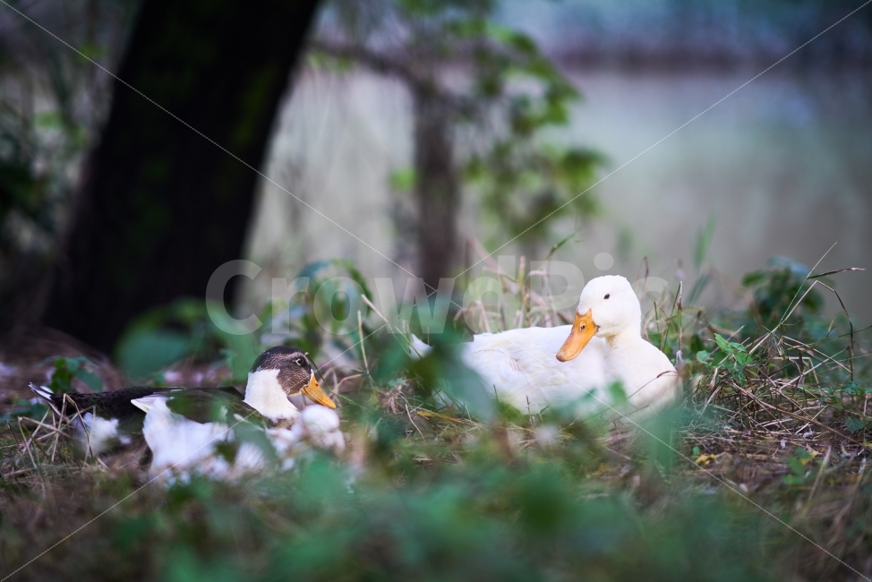 오리,Duck,야생동물,조류,조류사진,흰오리,동물,animal,조류,새,birds