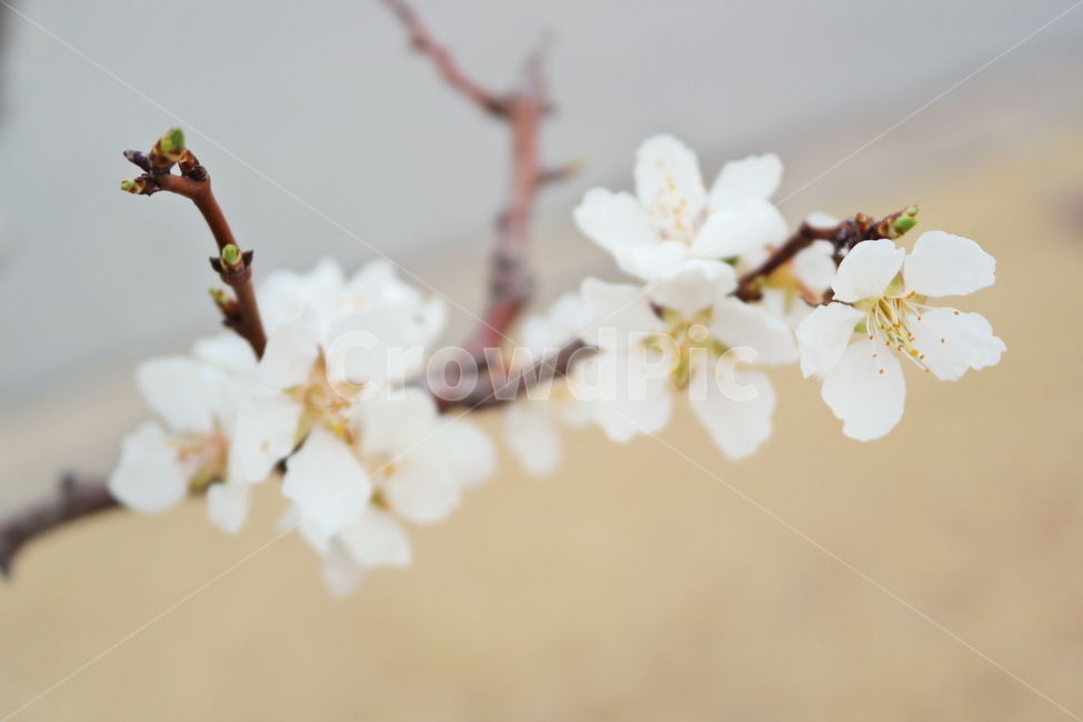 매화,봄꽃,봄,꽃,만개,flower,blossom,plant