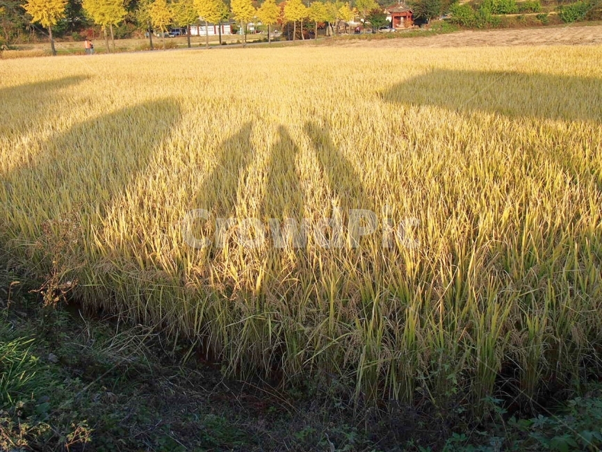 그림자,친구,밀밭,황금빛,추수,가을,계절,fall,autumn,season,시골,마을,풍경,landscape,country,rural,town,사람,인물,인간,human,person,인물실루엣,사람실루엣,character silhouette,human silhouette,plant,식물,field,들