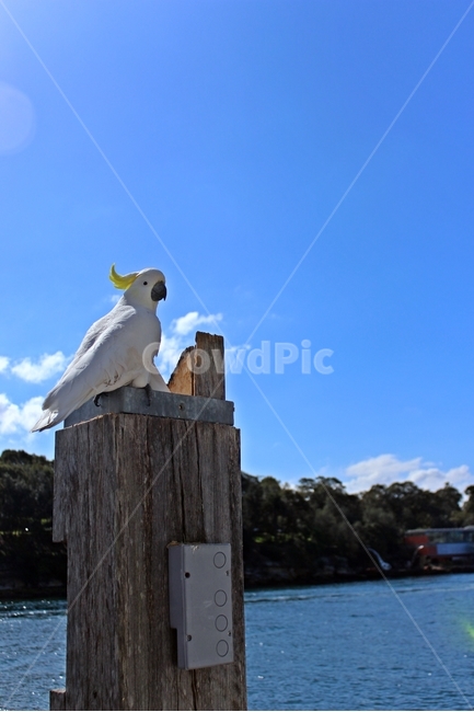 시드니,앵무새,parrot,파란하늘,귀여운동물,자연,풍경,nature,landscape,해외,외국,세계,foreign,oversea,world,세계자연풍경,해외자연풍경,외국자연풍경,world nature landscape,동물,animal,조류,새,birds,bird