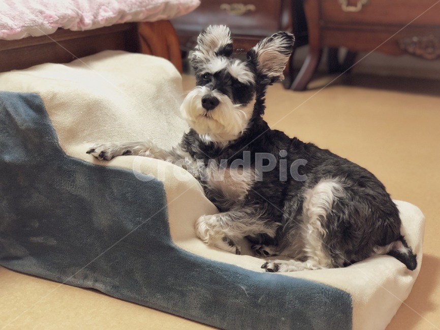 강아지,개,슈나우저,미니어처슈나우저,schnauzer,puppy,dog,miniatureschnauzer,동물,animal,포유류,mammal,개,강아지,dog,doggy