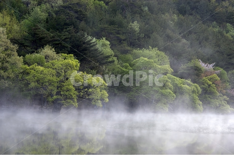 자연,주왕산,주산지,물안개,버드나무,자연,풍경,nature,landscape,weather,날씨,outdoors,옥외,mist,안개,fog