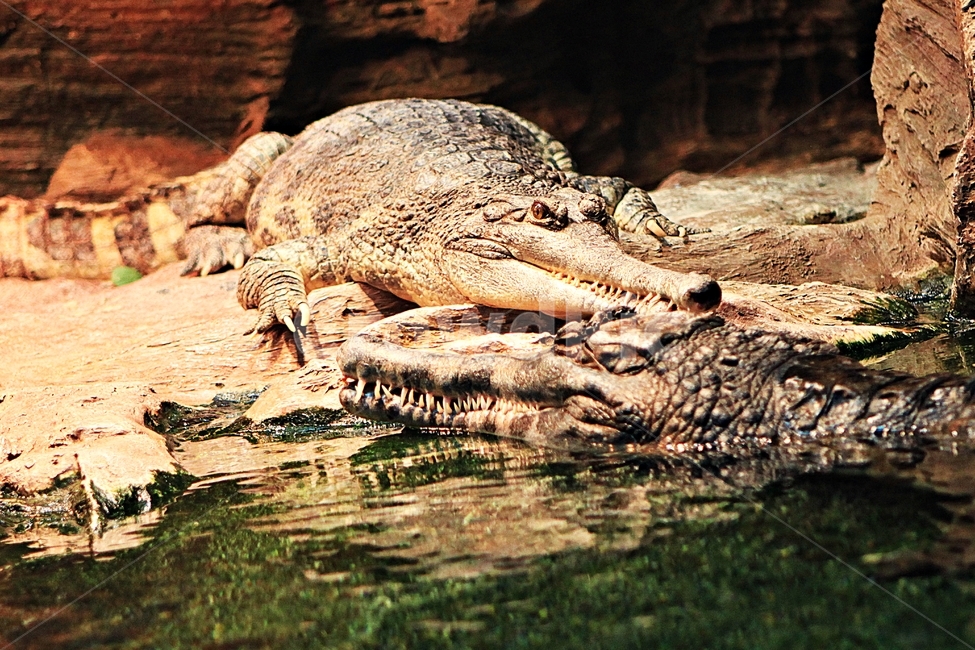 악어,파충류,수족관,아쿠아리움,물,동물,animal,파충류,양서류,reptile,amphibian