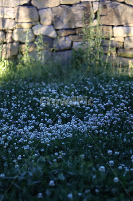 토끼풀,봄,행운,밤,흰색,식물,자연,plants,nature,꽃,flower