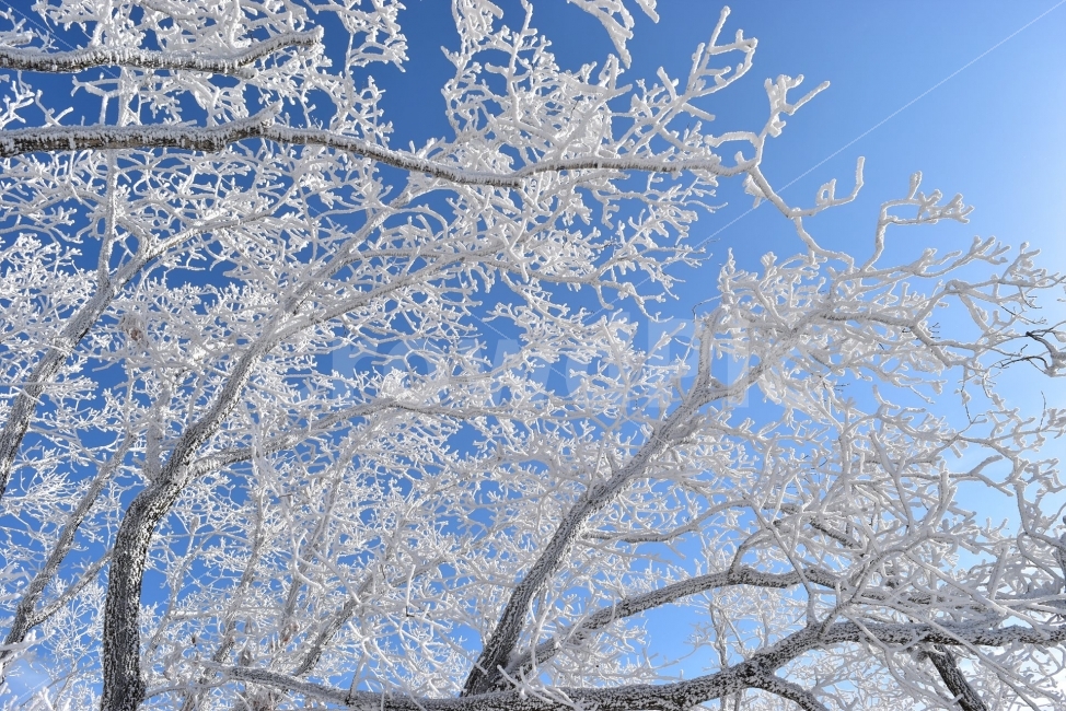 소백산,눈꽃풍경,상고대,겨울풍경,국립공원,겨울동화,눈풍경,파란하늘,100대명산,겨울명산,설경,서리꽃,영동,snow,landscape,자연,풍경,nature,landscape,겨울,계절,winter,season,outdoors,옥외