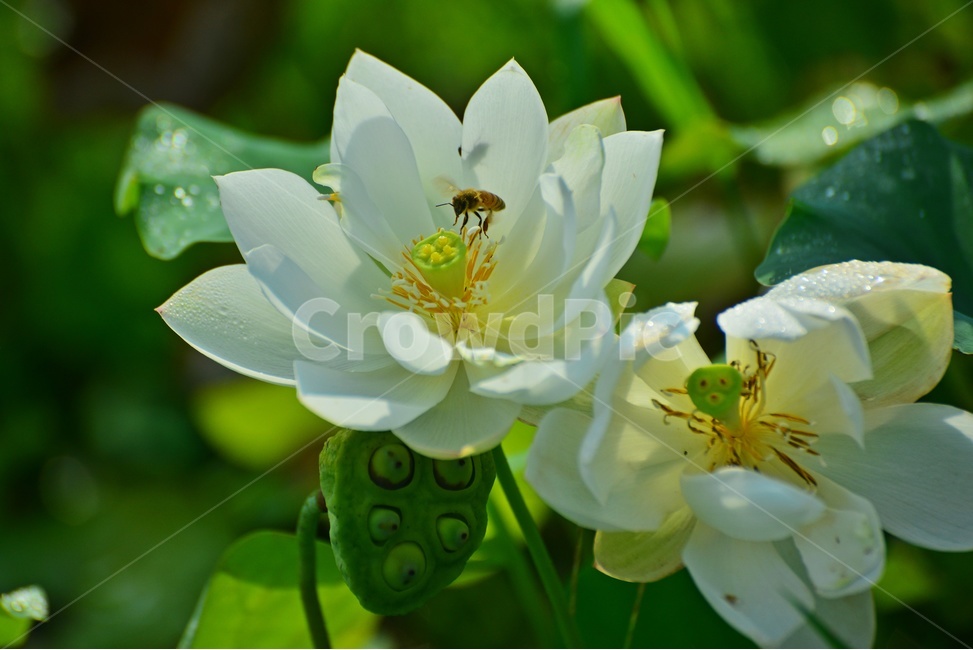 bee,벌,곤충,insect,honeybee,꿀벌,animal,동물,plant,식물,blossom,flower,꽃,연,연꽃,백연