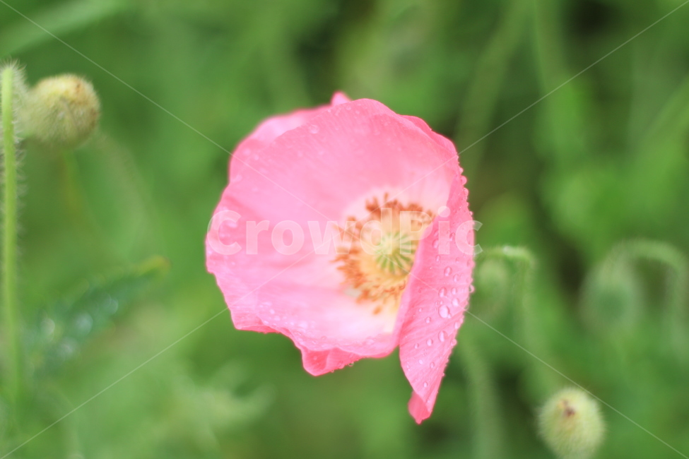 여름,시작,양귀비,위로,꽃,식물,자연,plants,nature,꽃,flower