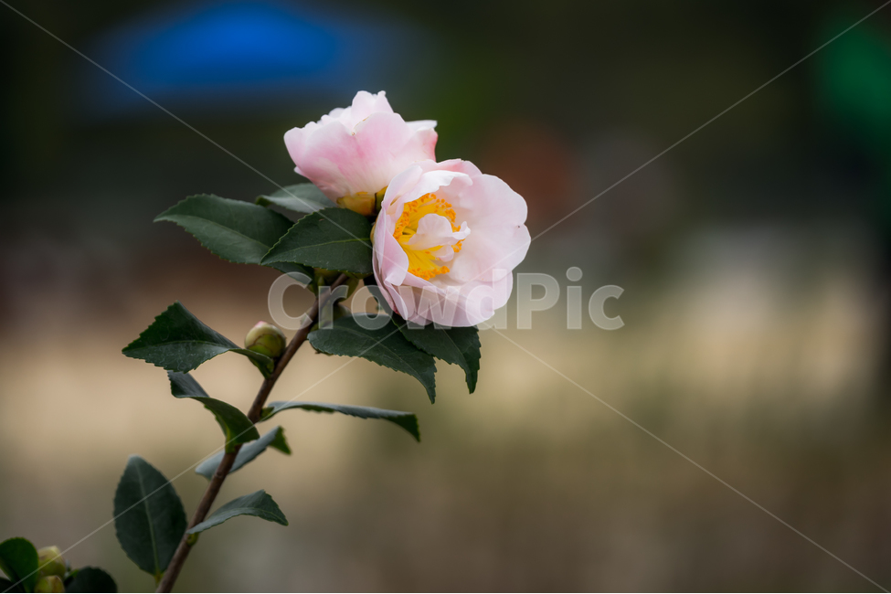 울산동백,동백,꽃,식물,자연,flower,식물,자연,plants,nature,꽃,flower