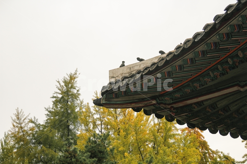 한국전통,koreantraditional,koreanculture,덕수궁,감성사진,풍경,자연,서울,seoul,korea,가을,autumn,fall,은행나무,계절사진,가을,계절,fall,autumn,season,한국전통,한국문화,korean traditional,korean culture,건축물,건물외관,exterior,building,structure,architecture,construction