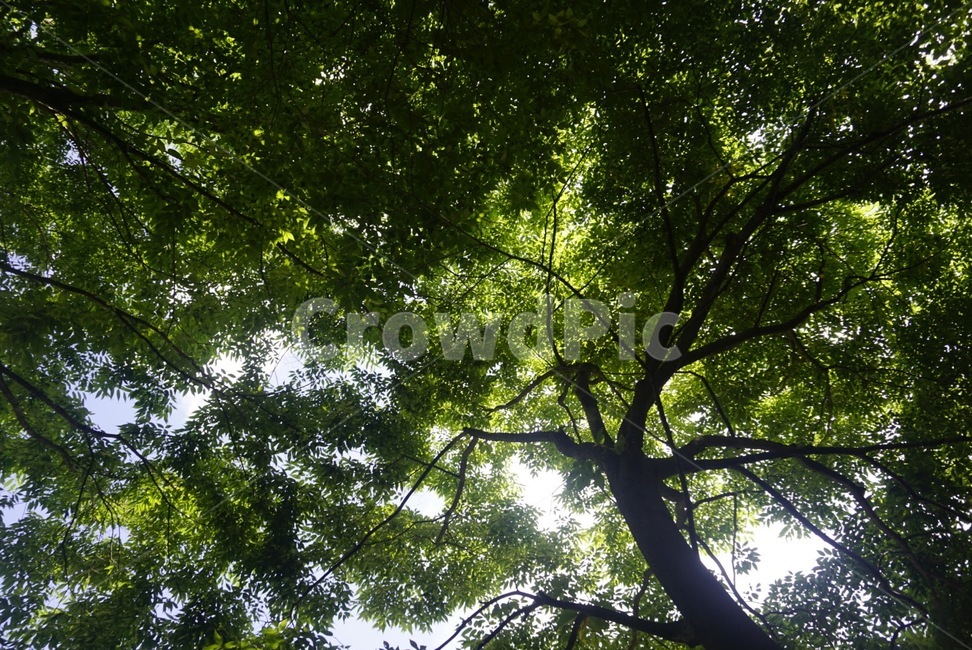 숲속,숲,나무,나뭇가지,나뭇잎,자연,풍경,nature,landscape,vegetation,초목,plant,식물,tree,sunlight,햇빛,flare,플레어,light,빛