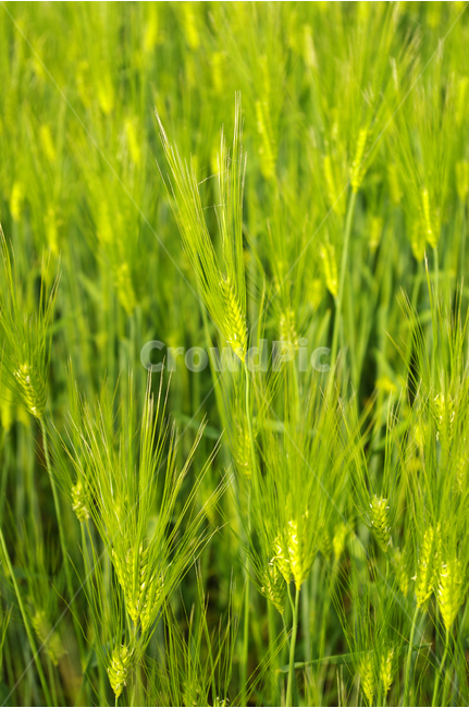 보리,보리밭,초록,식물,plants,nature,color,식물,자연,plants,nature,곡류,곡식,cereals,산업,industry,industrial,농업,농사,agriculture,farming,farming industry