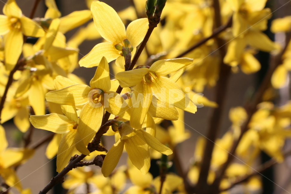 개나리,봄꽃,봄,노란색,plant,식물,flower,blossom,꽃,노란빛,나뭇가지,자연,야외,옥외,산,나무,봄,계절,spring,season,식물,자연,plants,nature,꽃,flower