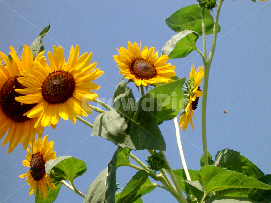 해바라기,꽃,하늘,sunflower,sky,flower,flora,bloom,감성,여름,summer,자연,식물,식물,자연,plants,nature,꽃,flower