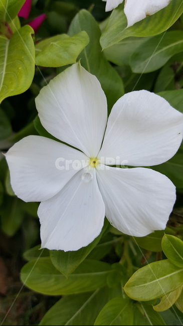 식물,blossom,flower,꽃,plant,식물,자연,plants,nature,꽃,flower