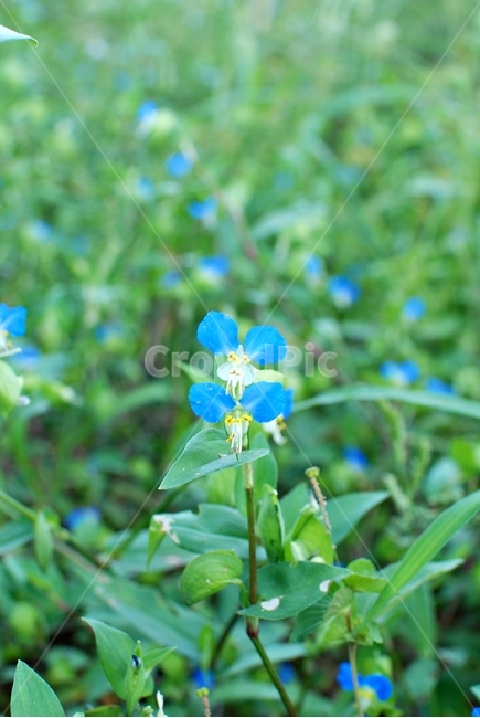 꽃,풀,들꽃,쪽빛,파란색,자연,식물,식물,자연,plants,nature,꽃,flower